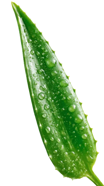 Fresh Aloe Vera Leaf With Water Drops