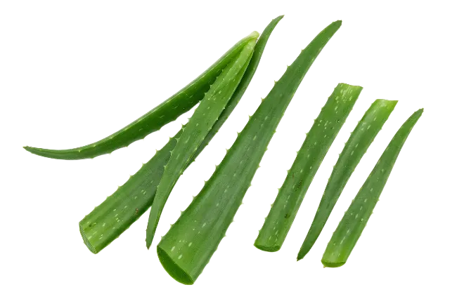 Fresh Aloe Vera Leaves and Slices