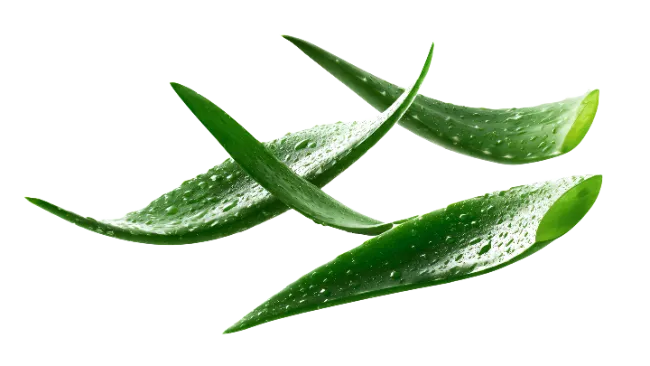 Fresh Aloe Vera Leaves with Water Droplets