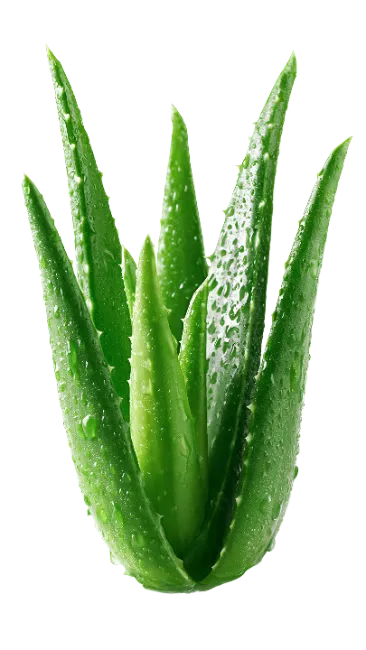 Fresh Aloe Vera Plant Leaves with Water Droplets