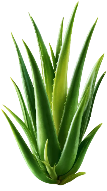 Fresh Aloe Vera Plant with Spiky Green Leaves