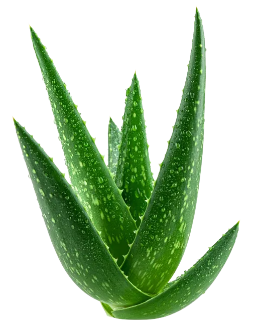 Fresh Aloe Vera Plant with Water Droplets