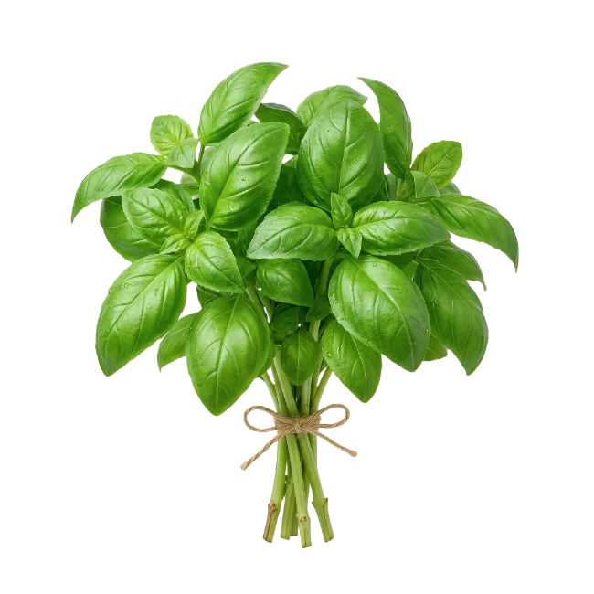 Fresh Basil Bunch Tied with Twine