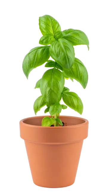 Fresh Basil Plant in Terracotta Pot