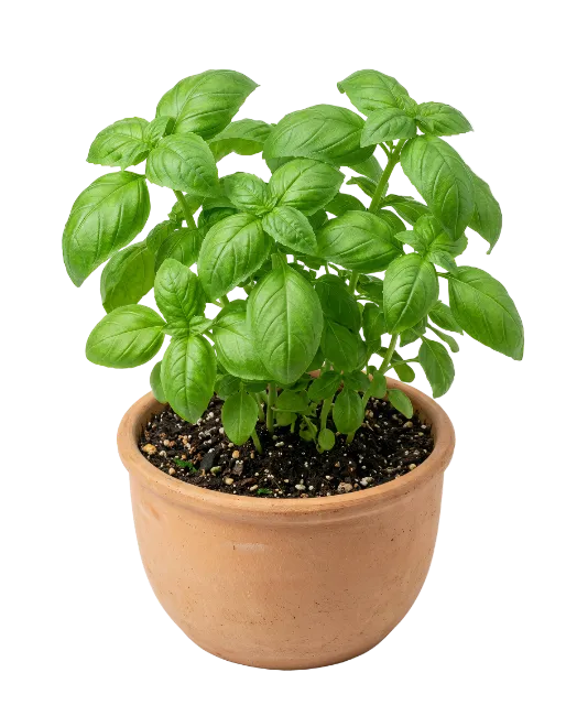Fresh Basil Plant in Terracotta Pot