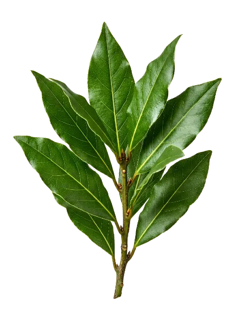 Fresh Bay Laurel Branch with Green Leaves