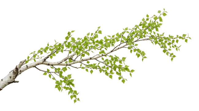 Fresh Birch Tree Branch with Green Leaves