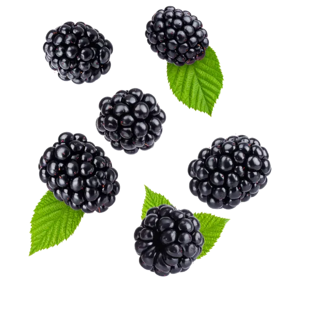 Fresh Blackberries With Green Leaves