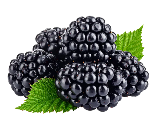 Fresh Blackberries with Green Leaves
