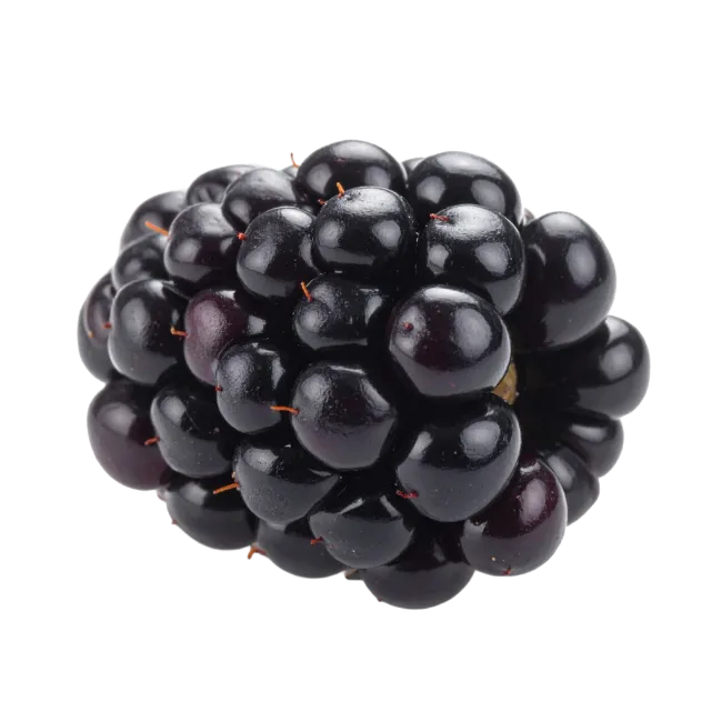 Fresh Blackberry Fruit