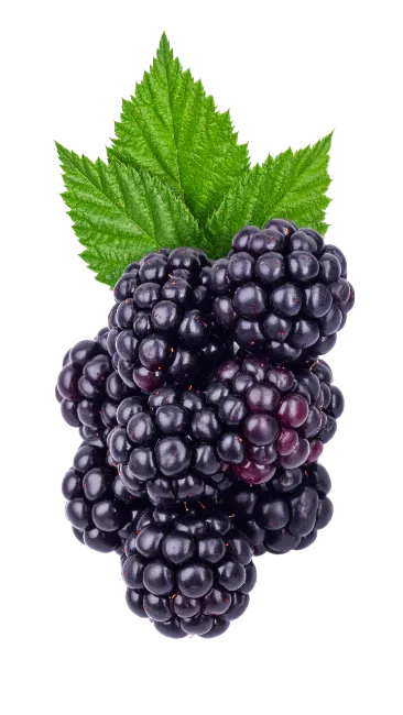 Fresh Blackberry Fruit Cluster