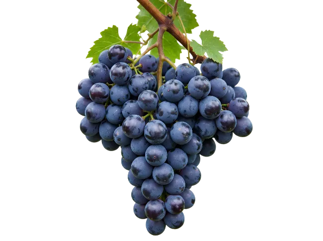 Fresh Blue Grapes Cluster on Vine