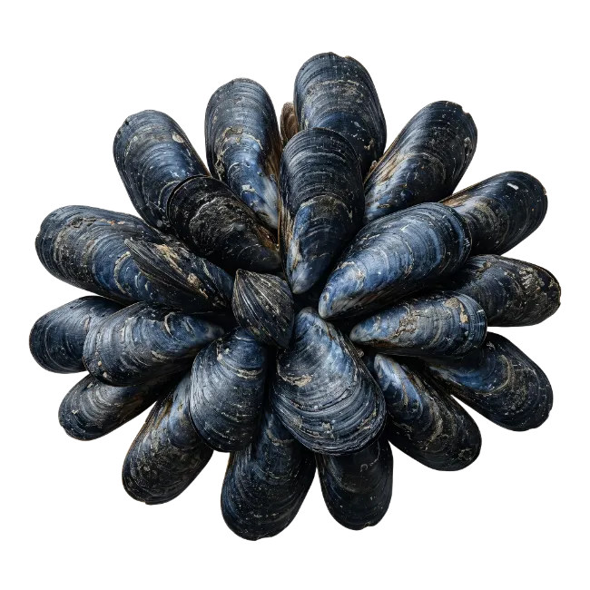 Fresh Blue Mussels Seafood Arrangement