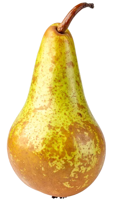 Fresh Bosc Pear Fruit with Stem