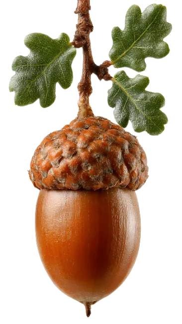Fresh Brown Acorn with Oak Leaves