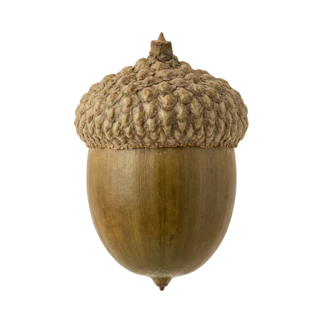 Fresh Brown Acorn with Textured Cap