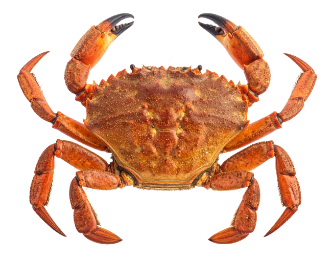 Fresh brown crab top view