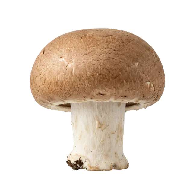 Fresh Brown Mushroom