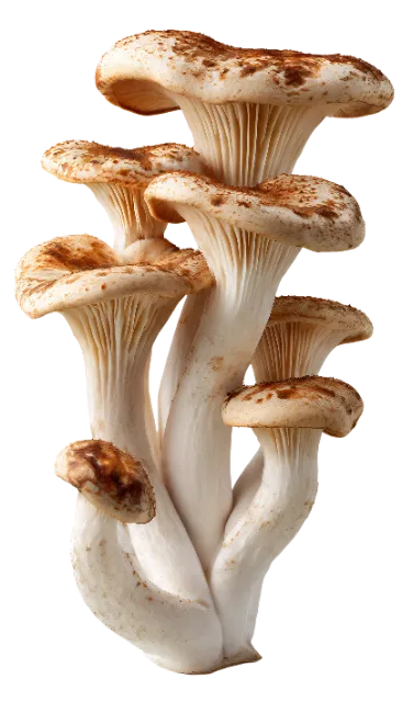 Fresh Brown Oyster Mushrooms Cluster