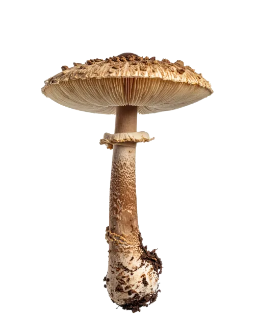 Fresh Brown Parasol Mushroom Cutout