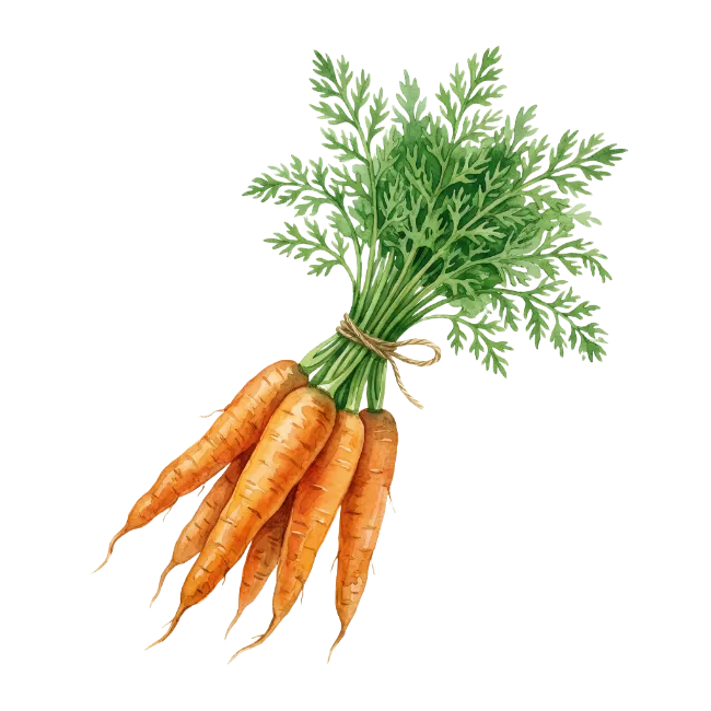 Fresh Carrots Bunch Watercolor Illustration