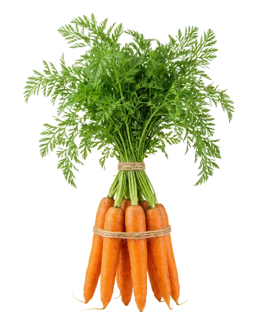 Fresh Carrots Bunch with Green Tops