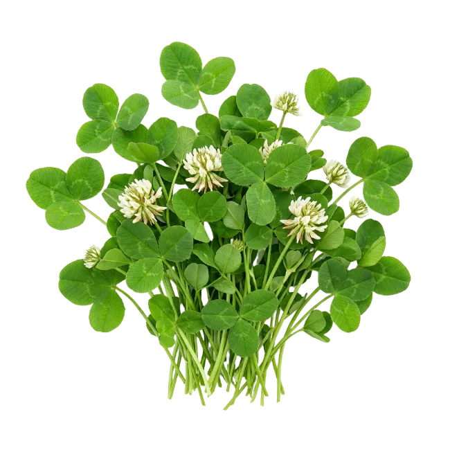 Fresh Clover Plant with White Flowers
