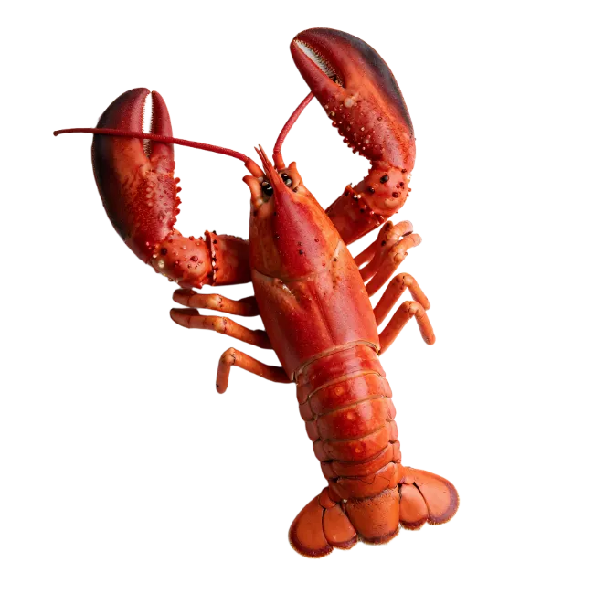 Fresh Cooked Red Lobster Stock Image