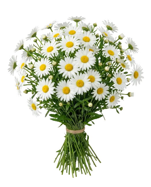 Fresh Daisy Flower Bouquet