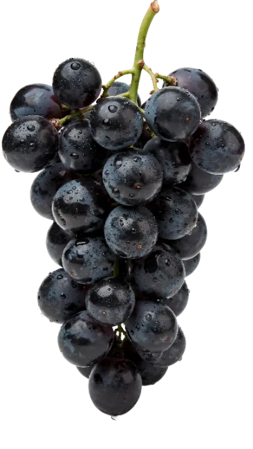 Fresh Dark Blue Grapes Cluster with Water Drops