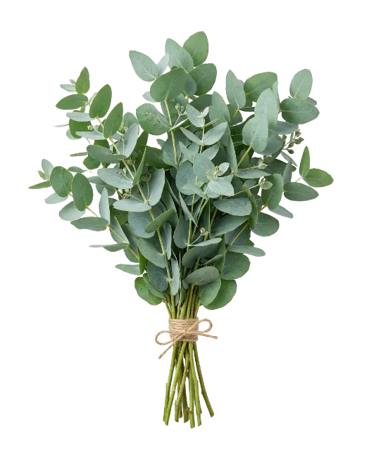 Fresh Eucalyptus Bouquet Tied with Twine