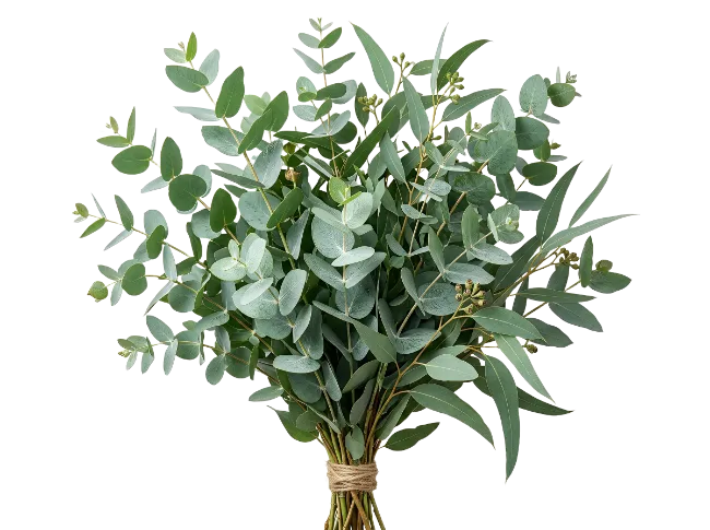 Fresh Eucalyptus Branch Bouquet