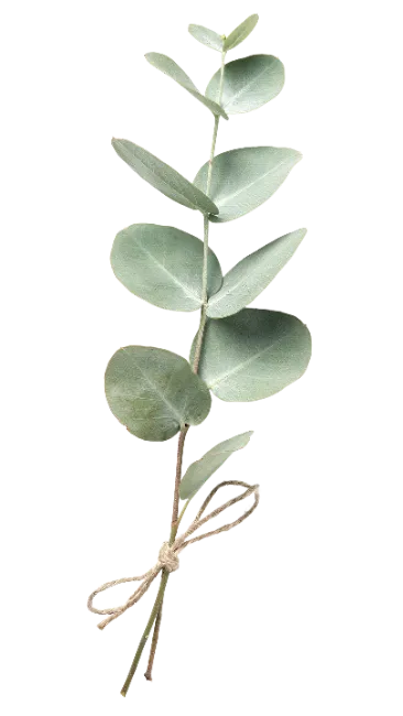 Fresh Eucalyptus Branch Tied with Twine