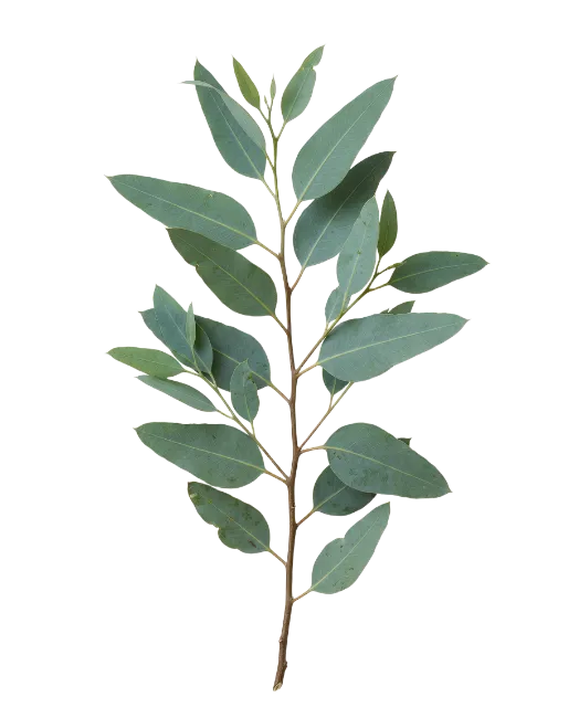 Fresh Eucalyptus Branch with Green Leaves