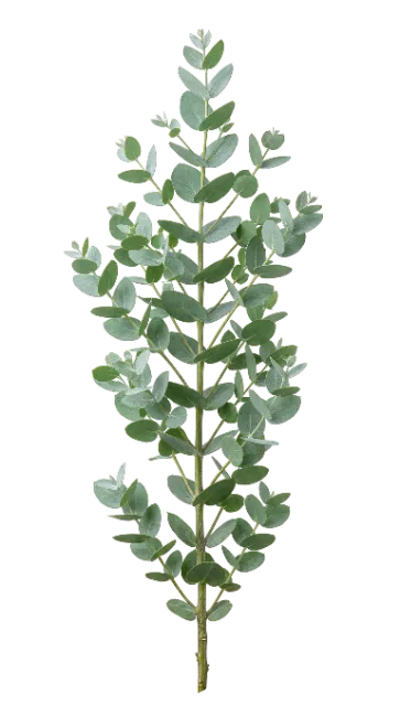 Fresh Eucalyptus Branch with Green Leaves