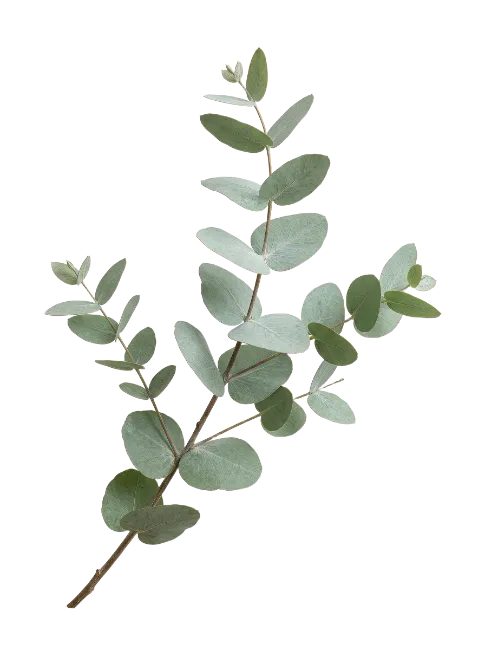 Fresh Eucalyptus Branch with Green Leaves