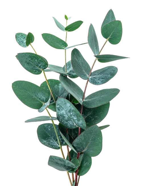 Fresh Eucalyptus Branch with Green Leaves