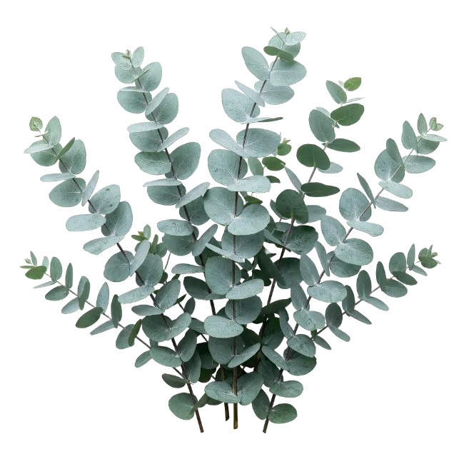 Fresh Eucalyptus Branch with Round Green Leaves