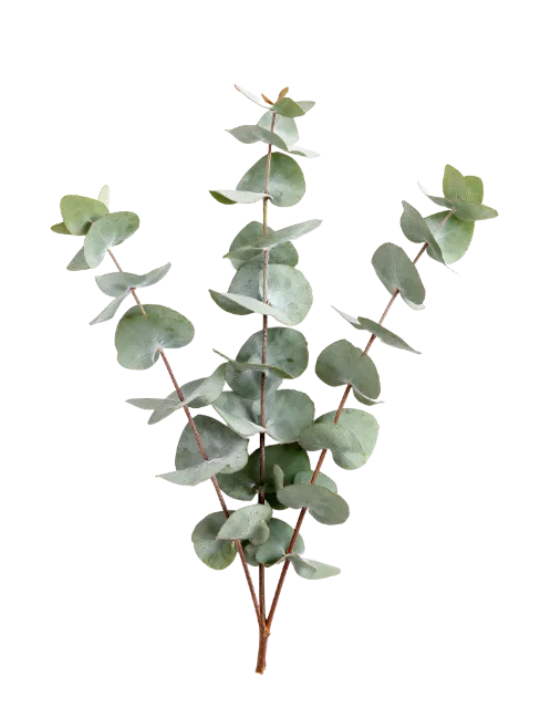 Fresh Eucalyptus Branch with Round Green Leaves
