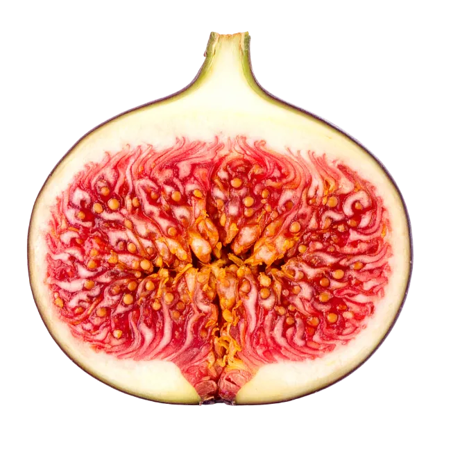 Fresh Fig Cross Section Showing Seeds