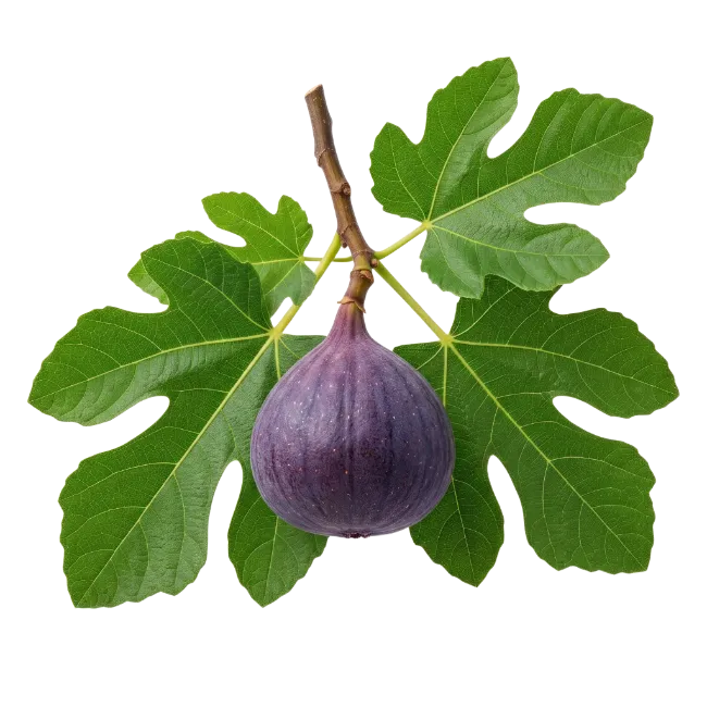 Fresh Fig Fruit with Green Leaves