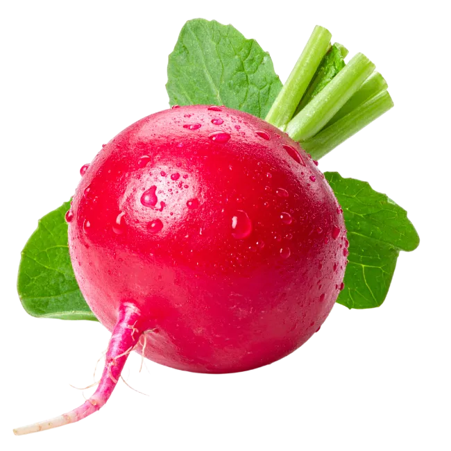Fresh Fresh Radish with Green Leaves
