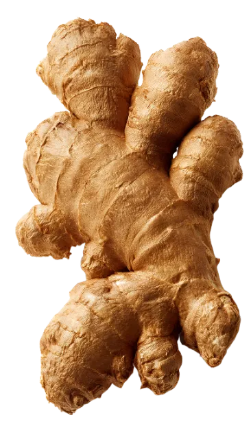 Fresh Ginger Root Isolated