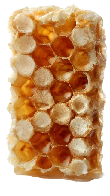Fresh golden honeycomb piece
