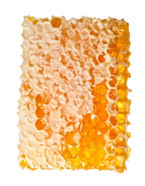Fresh golden honeycomb slice