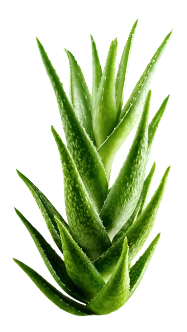Fresh Green Aloe Vera Plant Leaves