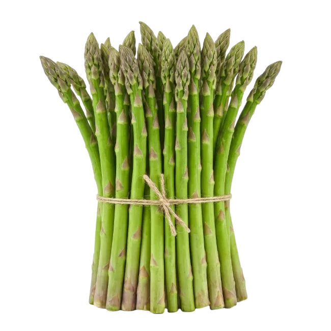 Fresh Green Asparagus Bunch Tied with Twine