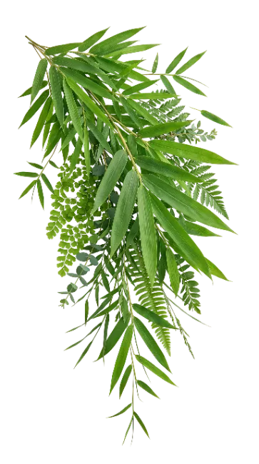 Fresh Green Bamboo Branch with Leaves