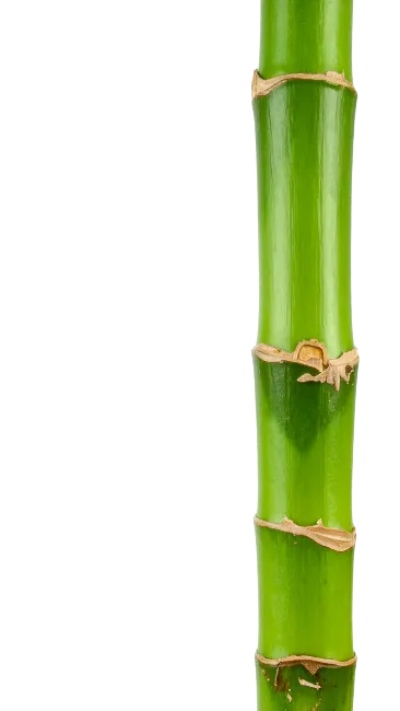 Fresh Green Bamboo Stalk