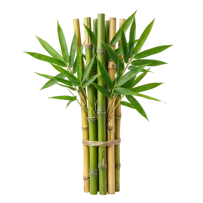 Fresh Green Bamboo Stalks Bundle